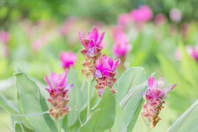 Close-up of pink flowering plant