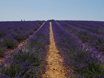 Scenic view of lavender field against sky