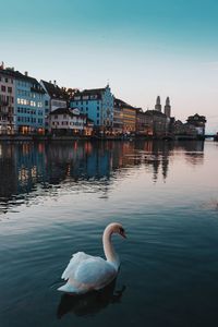 Swan swimming in lake during sunset