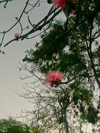 Low angle view of pink flowers