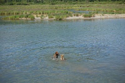 View of dog swimming in water