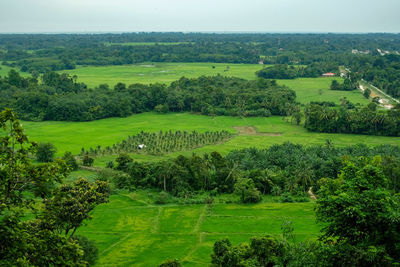 Scenic view of agricultural field