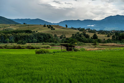 Scenic view of agricultural field against sky