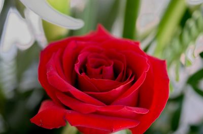 Close-up of red rose