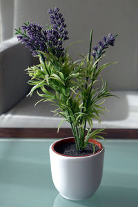 Close-up of potted plant on table at home