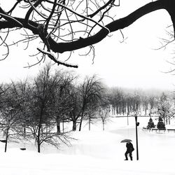 Bare trees against sky