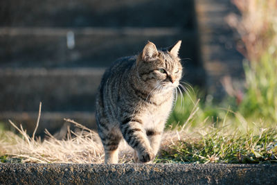 Portrait of cat on field