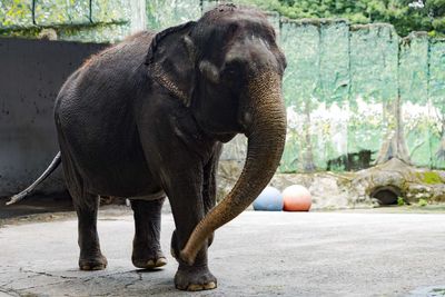 Elephant in zoo