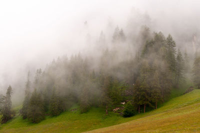 Trees on field against foggy weather