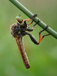 Robberfly attacks robbers enjoying morning dew