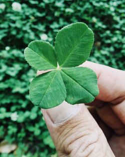 Cropped hand holding leaves