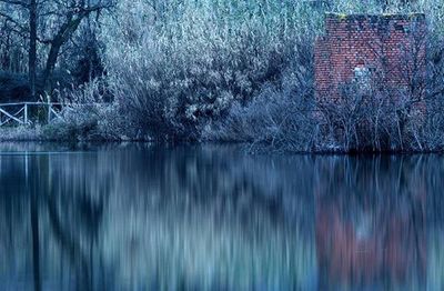 Reflection of trees in water