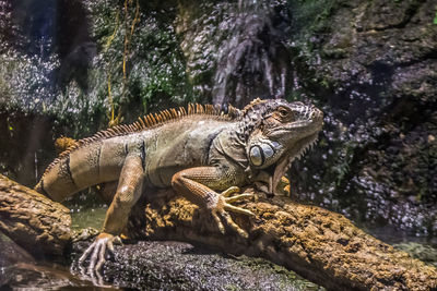 Close-up view of a green iguana lizard on log.