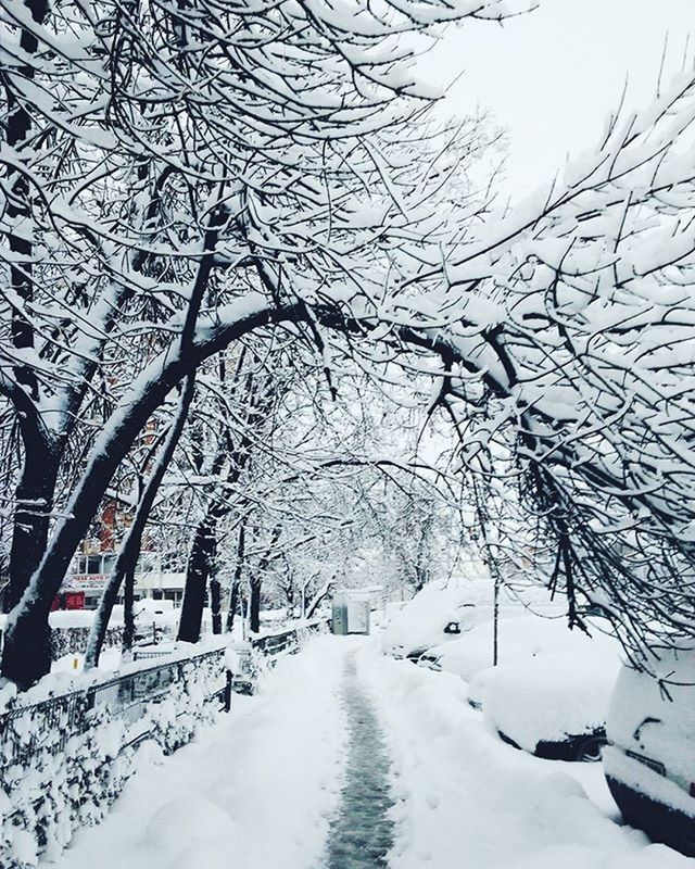 snow, winter, cold temperature, tree, season, bare tree, the way forward, weather, branch, road, covering, street, transportation, diminishing perspective, nature, treelined, vanishing point, tranquility, white color, covered