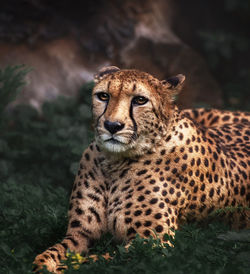 Portrait of a cat looking away