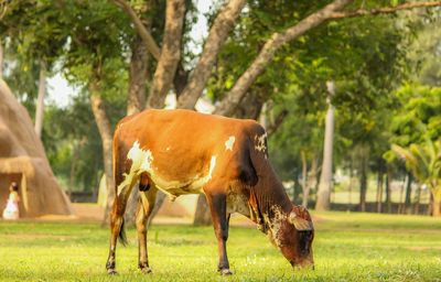 Side view of cow