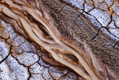 Full frame shot of tree trunk