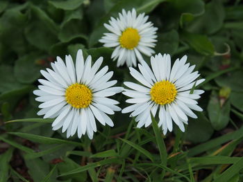 Close-up of white daisy flowers