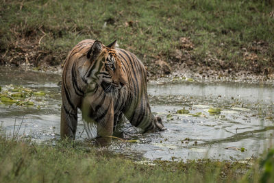 Tiger looking away in the wild