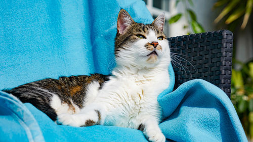 Close-up of a cat looking away