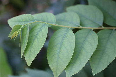 Close-up of fresh green leaves