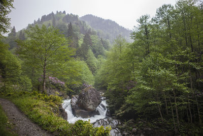 Scenic view of waterfall in forest