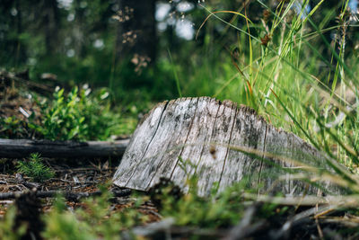 Tree stump in forest