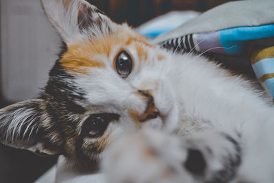 Close-up portrait of a cat