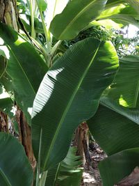 Close-up of green leaves on plant