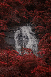 Scenic view of waterfall in forest