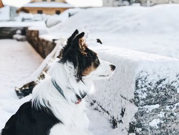 Dog on snow covered landscape during winter