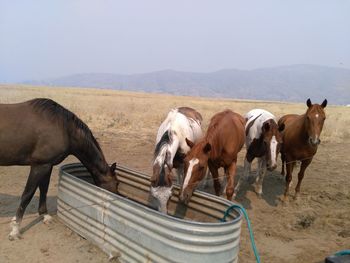 Horses on landscape against clear sky