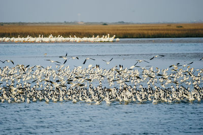 Low angle view of birds flying over sea against sky