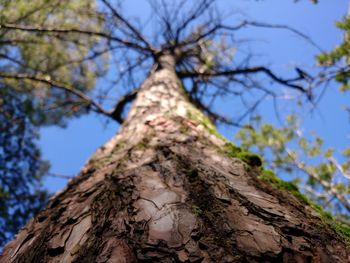 Low angle view of bare tree against clear sky