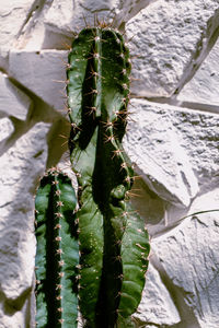 Close-up of plant