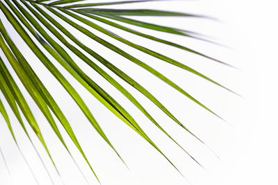 Close-up of palm tree