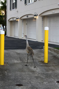 Seagull perching on a road