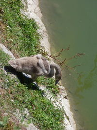 High angle view of lizard on lake