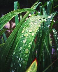 Close-up of wet plant leaves during rainy season