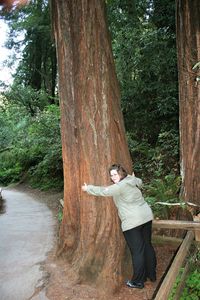 Man standing by tree trunk in forest