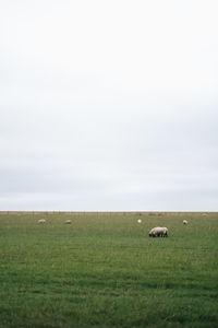 View of sheep grazing in field