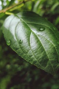 Close-up of raindrops on leaves