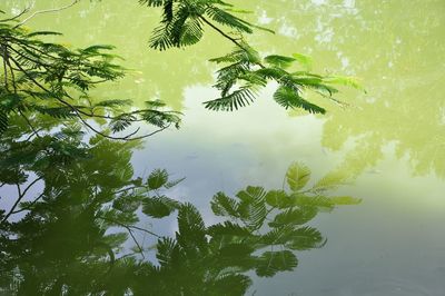 Reflection of trees in lake