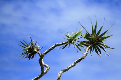 Low angle view of plant against sky