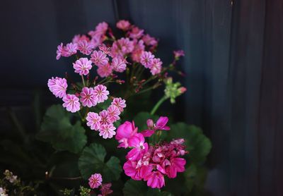 Close-up of pink flowering plant