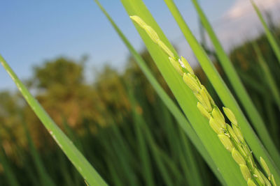 Close-up of grass growing on field