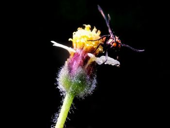 Close-up of insect on yellow flower against black background