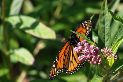 Close-up of butterfly pollinating on flower