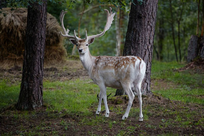 Deer standing in a forest