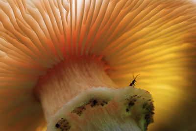 Low angle view of ant on mushroom